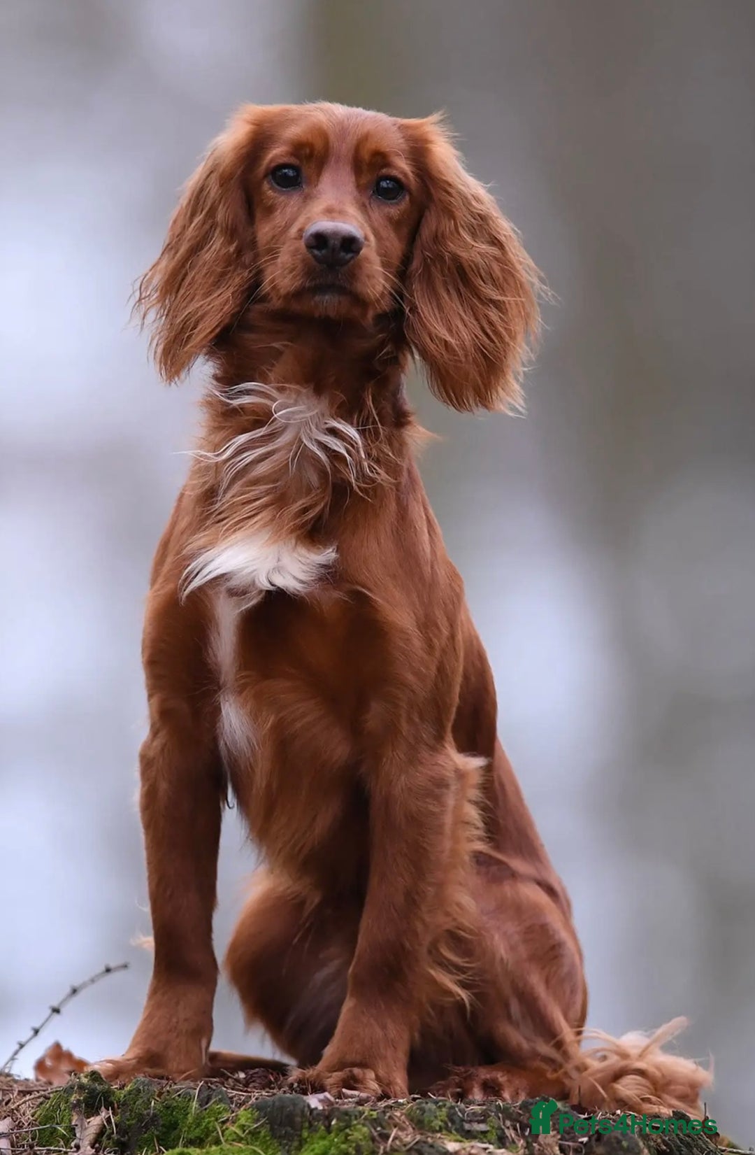 Cocker Spaniel dogs for sale: K.C. Well bred chocolate working cocker spaniels - Image 23