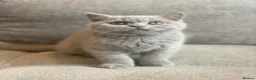 British Shorthair cats for sale: Champion lines🏆 Pedigree British Shorthairs - Advert 7