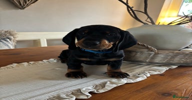 Dachshund dogs - Advert 6