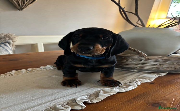 Dachshund dogs - Advert 5