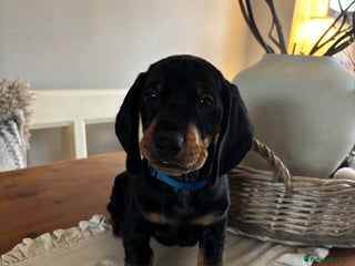 Dachshund dogs - Advert 2