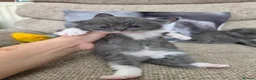 British Shorthair cats for sale: British shorthair  - Advert 5
