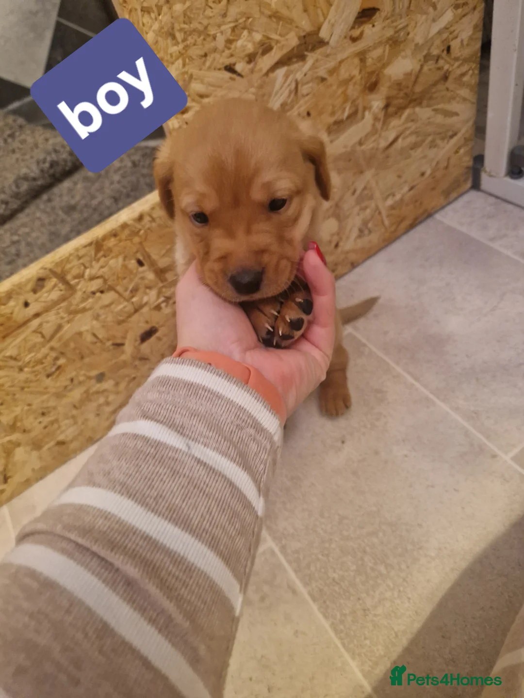 Labrador Retriever dogs for sale: Labrador puppies  - Advert 20