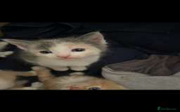 Mixed Breed cats for sale: Beautiful mixed breed kittens ragdoll x sphinx elf - Image 3