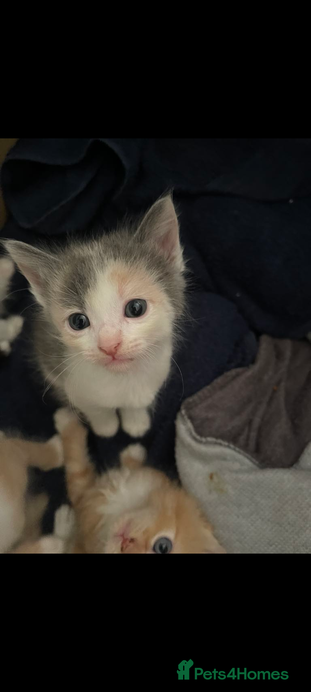Mixed Breed cats for sale: Beautiful mixed breed kittens ragdoll x sphinx elf - Image 3