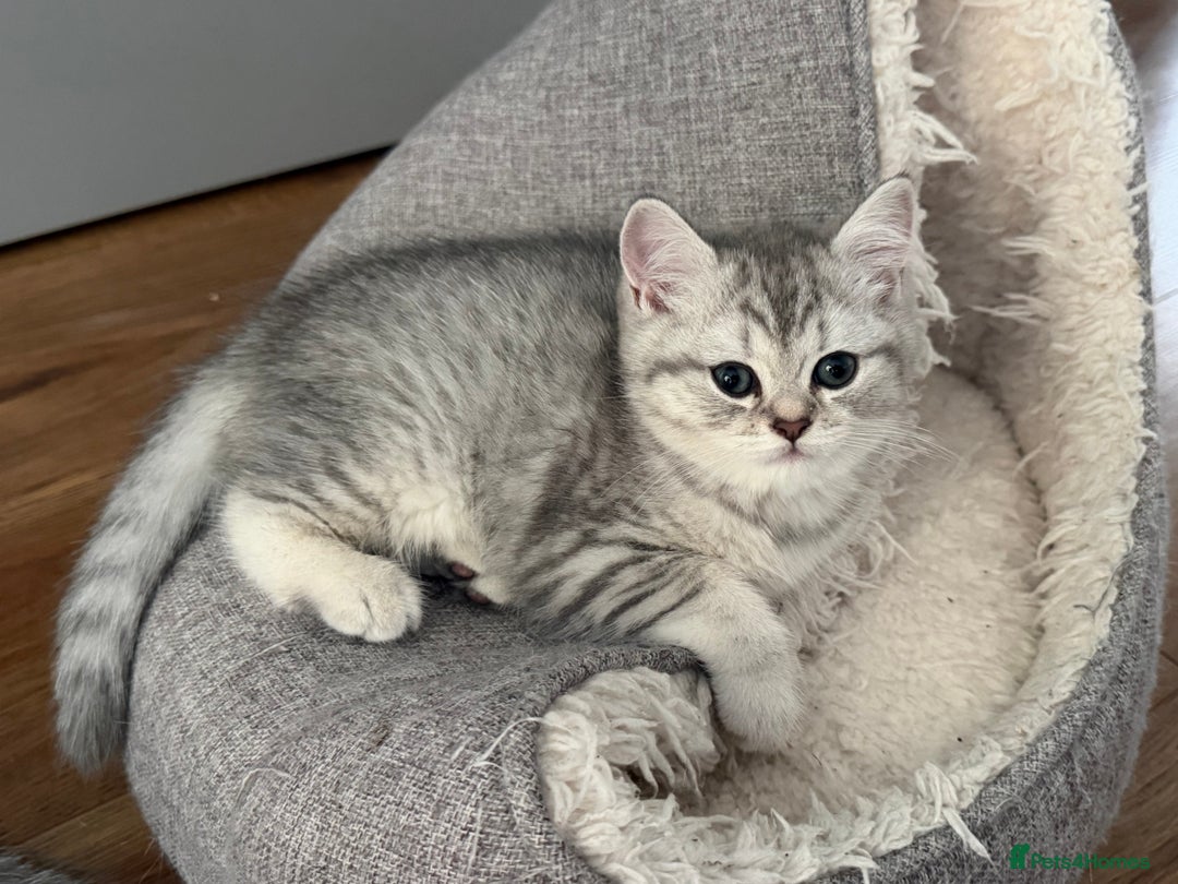 Scottish Fold cats for sale: Perfect  **  - Advert 12