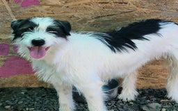 Mixed Breed dogs for adoption: 🌟 STELLA, a Lovely shy Girl - for a Loving Home🐾 - Image 4