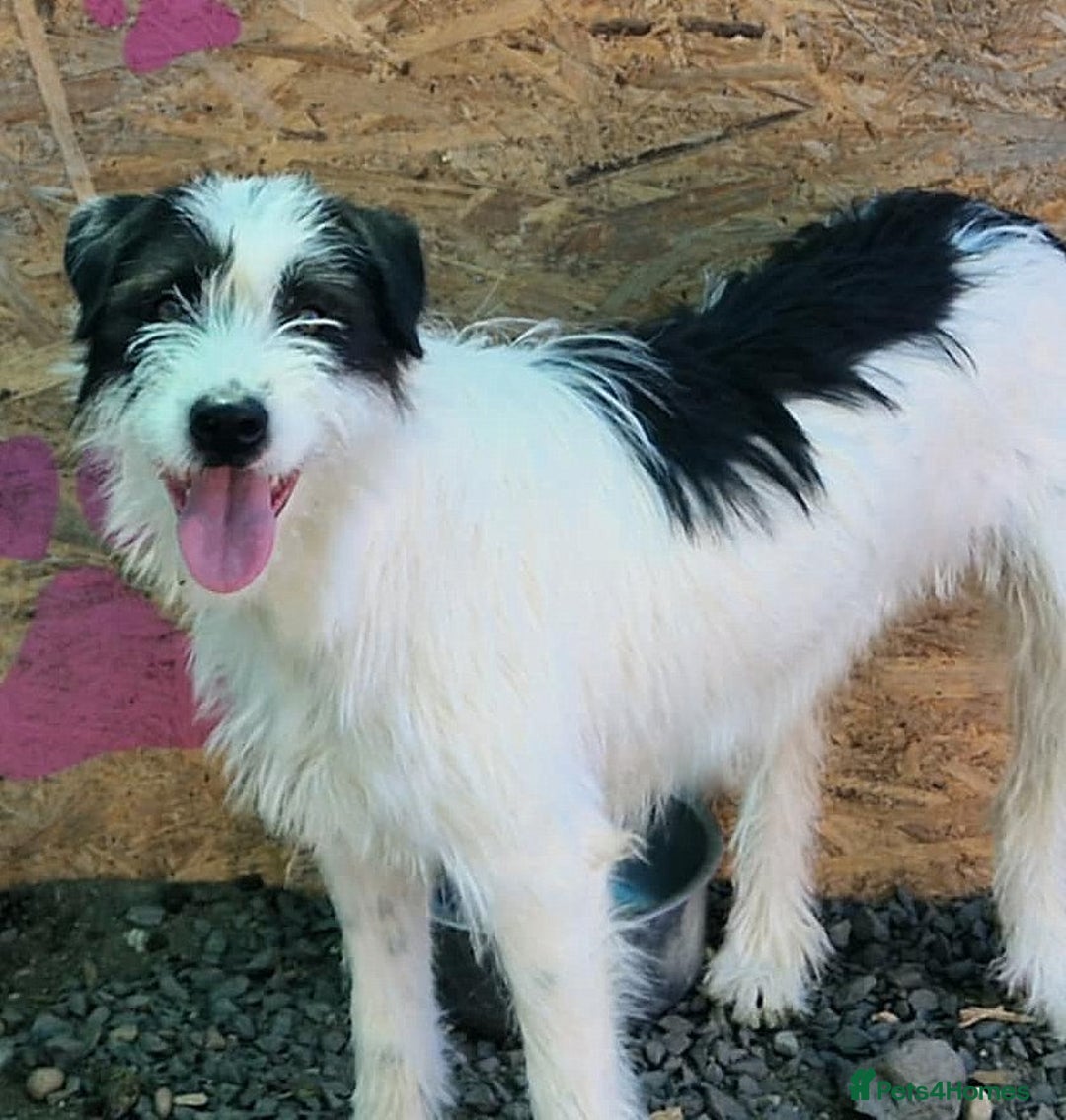 Mixed Breed dogs for adoption: 🌟 STELLA, a Lovely shy Girl - for a Loving Home🐾 - Image 4