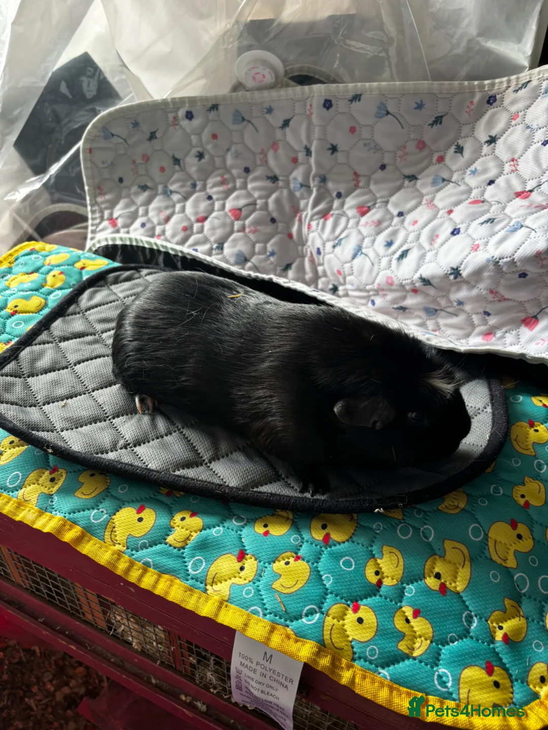 Guinea Pig rodents for sale: All sow guinea pigs  - Advert 1