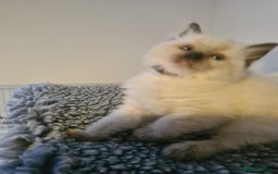 Ragdoll cats for sale: Ragdoll Kittens purebred  - Image 7