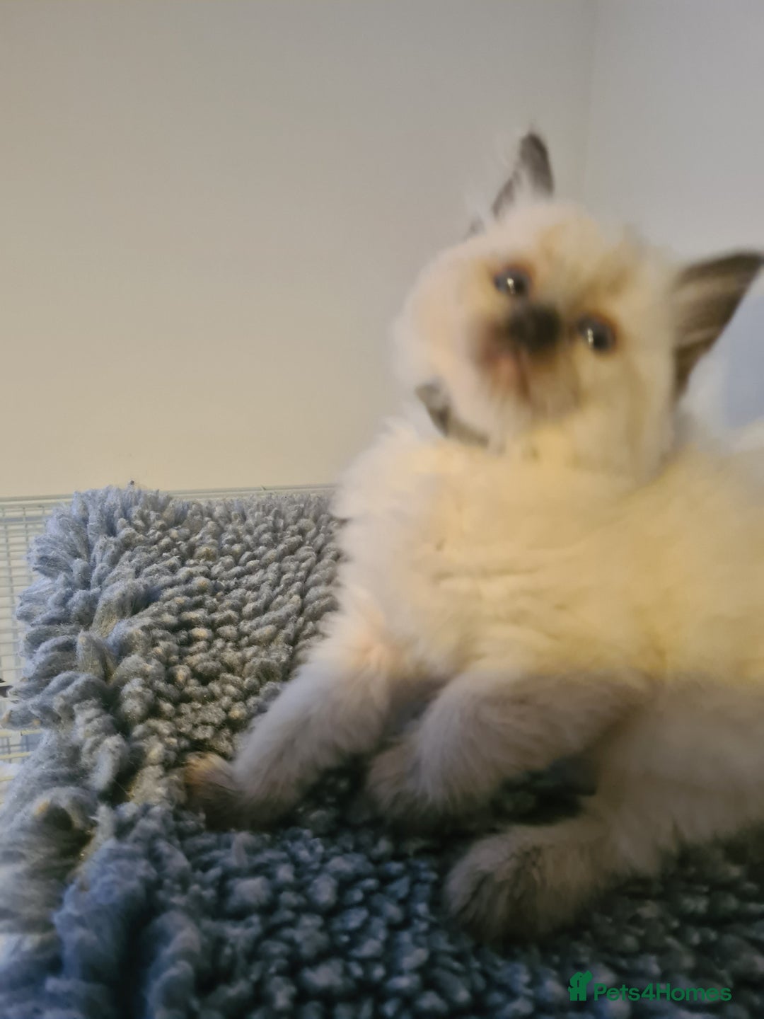 Ragdoll cats for sale: Ragdoll Kittens purebred  - Image 7