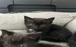 Ragdoll cats for sale: Ragdoll cross  - Image 7