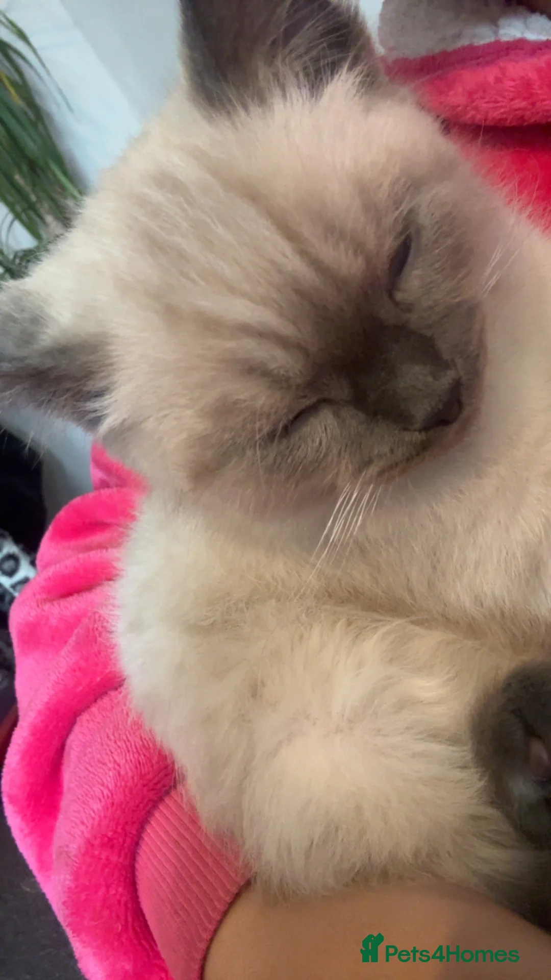 Ragdoll cats for sale: Beautiful Ragdoll Kitten in London - Advert 2