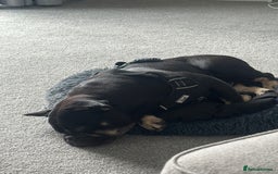 Mixed Breed dogs for sale: French bulldog x staff - Image 3