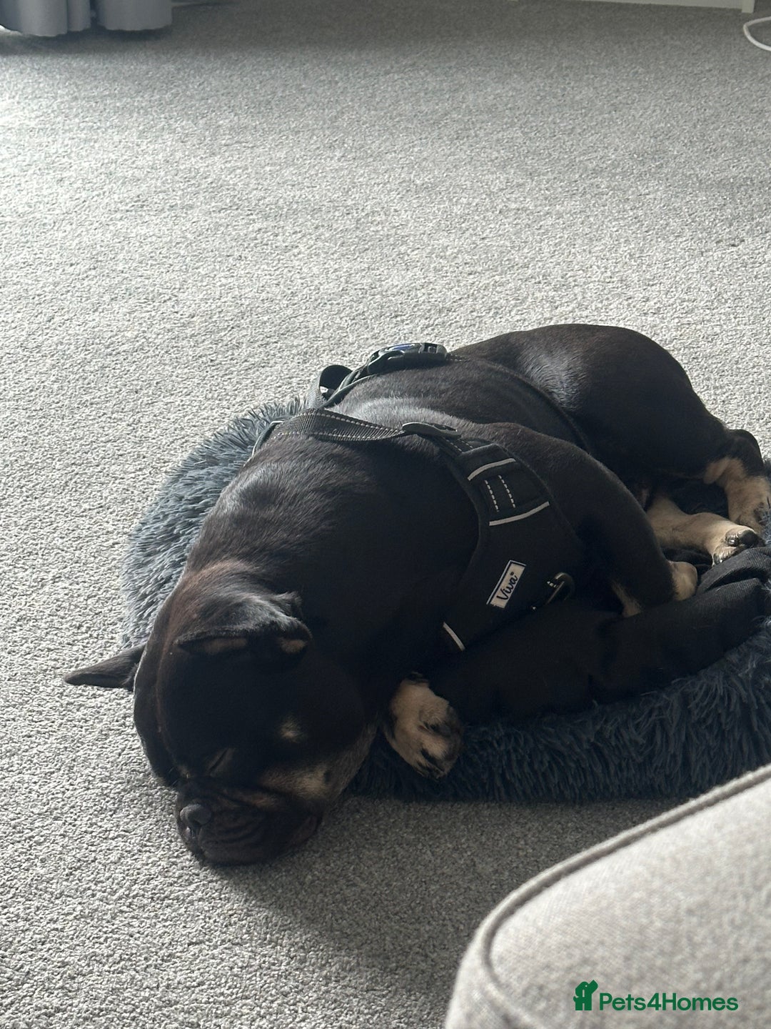 Mixed Breed dogs for sale: French bulldog x staff - Image 3