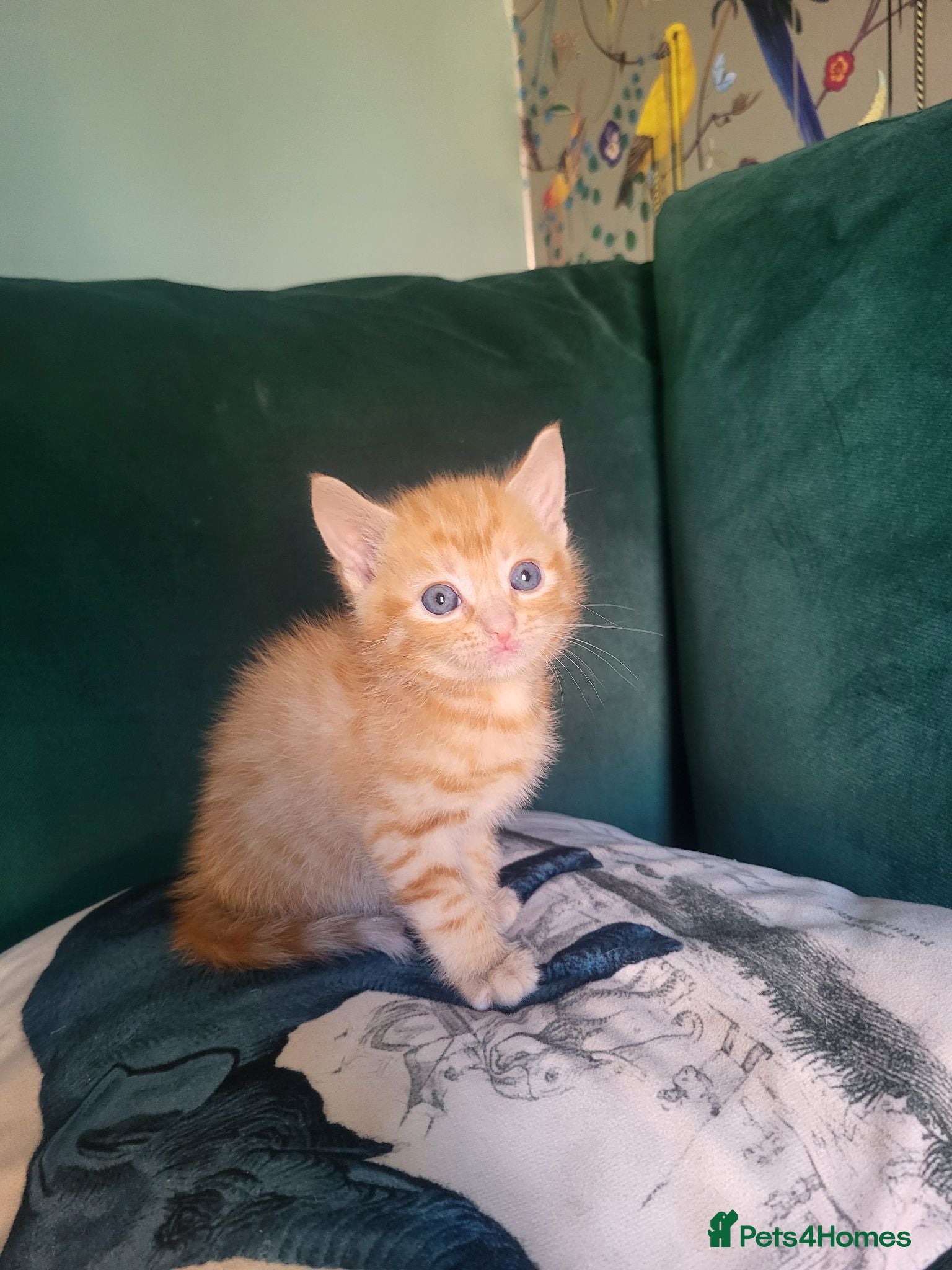 British Shorthair cats gorgeous kittens for sale Liverpool  - Advert 1