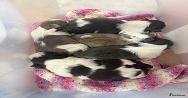 Shih Tzu dogs Beautiful Imperial Shih Tzu Puppies – 2 Remaining  - Advert 10