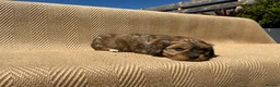 Mixed Breed dogs for sale: Havatoodle Pups - Advert 19