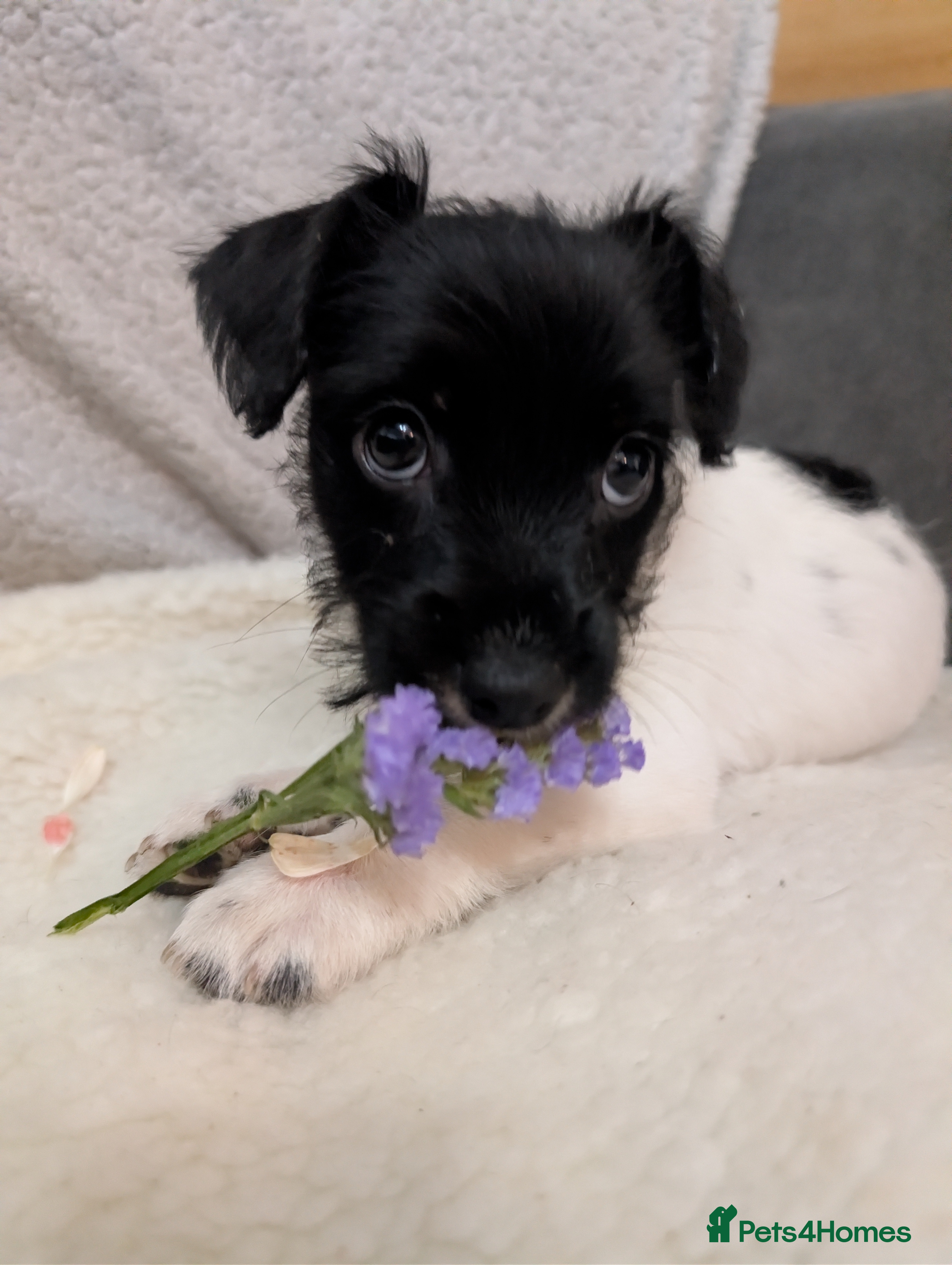 Jack Russell dogs 🐶 1 Jack Russell Boy - READY NOW 🐶 - Advert 2