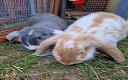 French Lop rabbits for sale: French lop/continental giant babies - Image 9