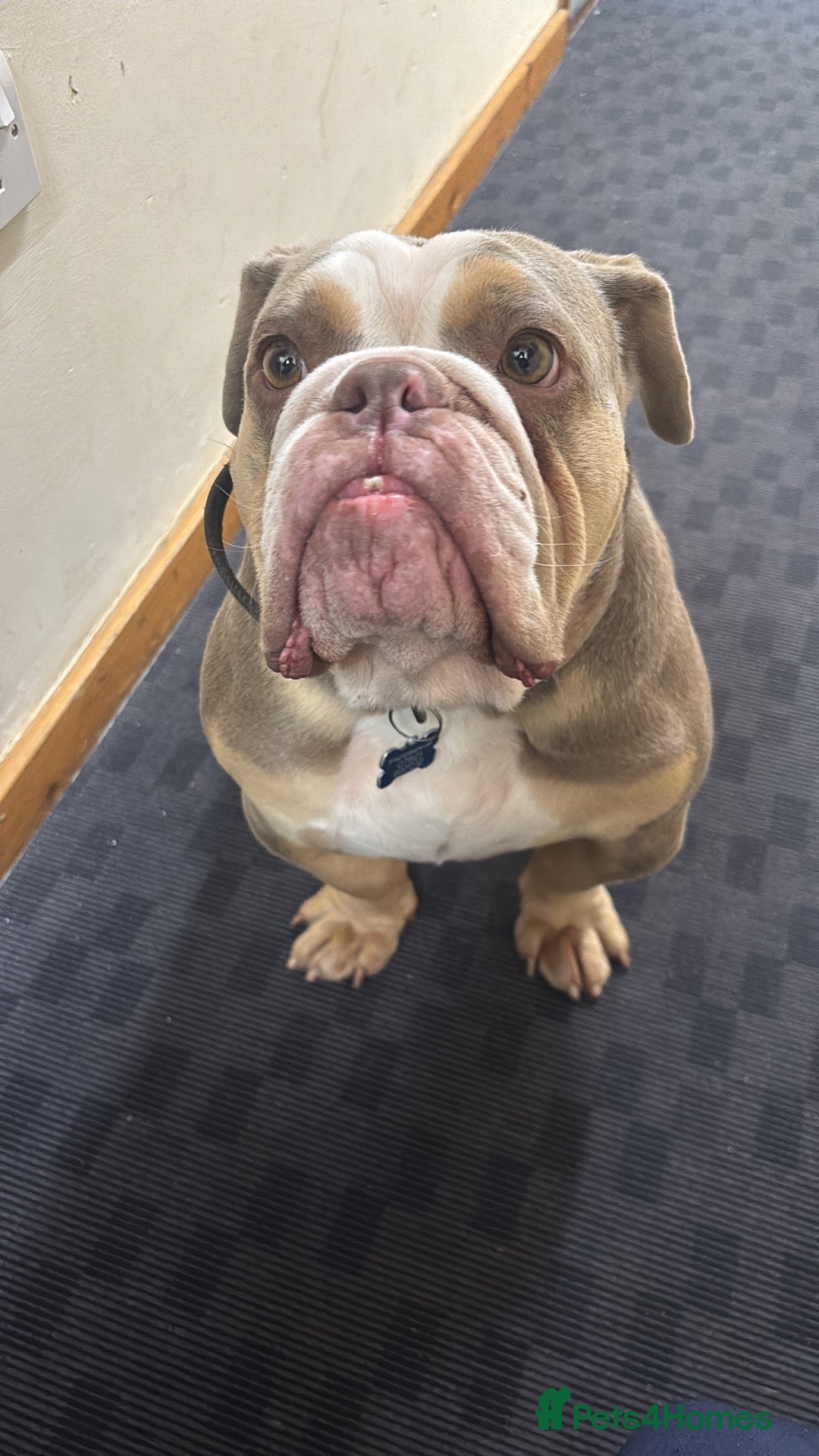 English Bulldog dogs Frank - Advert 1