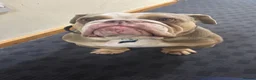 English Bulldog dogs for sale: Frank in Leeds - Advert 1