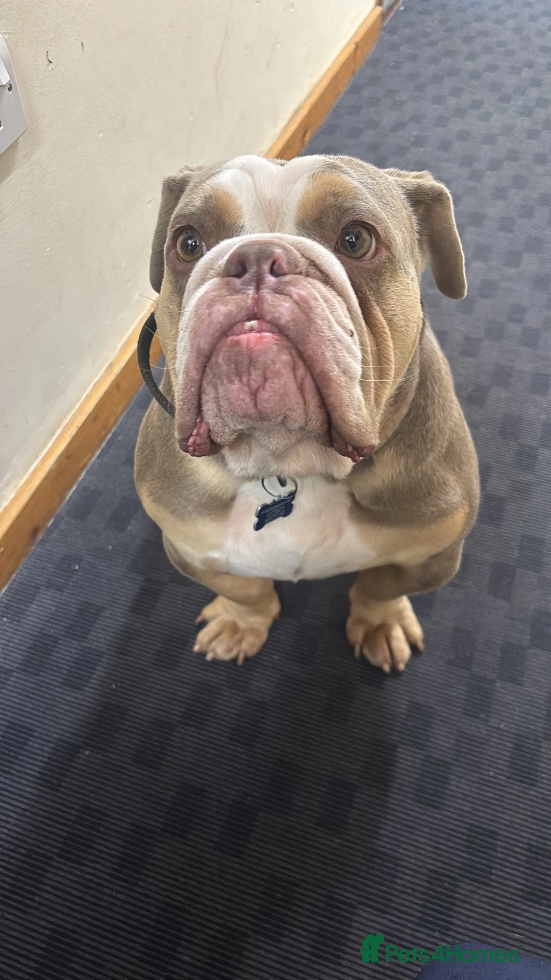 English Bulldog dogs for sale: Frank in Leeds - Advert 1