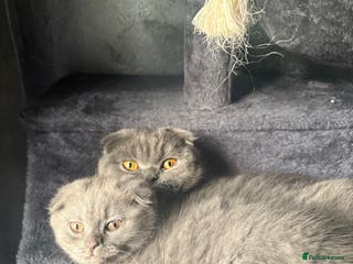Scottish Fold cats *REDUCED PRICE FOR the last Scottish Fold female - Advert 7