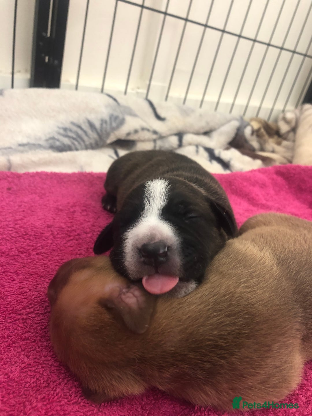 Staffordshire Bull Terrier dogs for sale: Staffordshire bull terrier puppies - Image 5