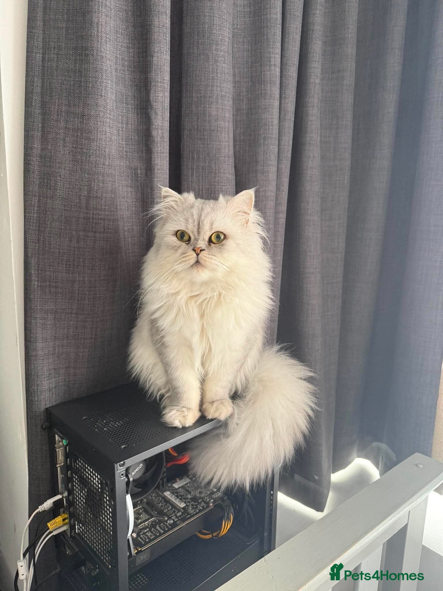 Ragdoll cats Full bred Persian Cat stud - Advert 13