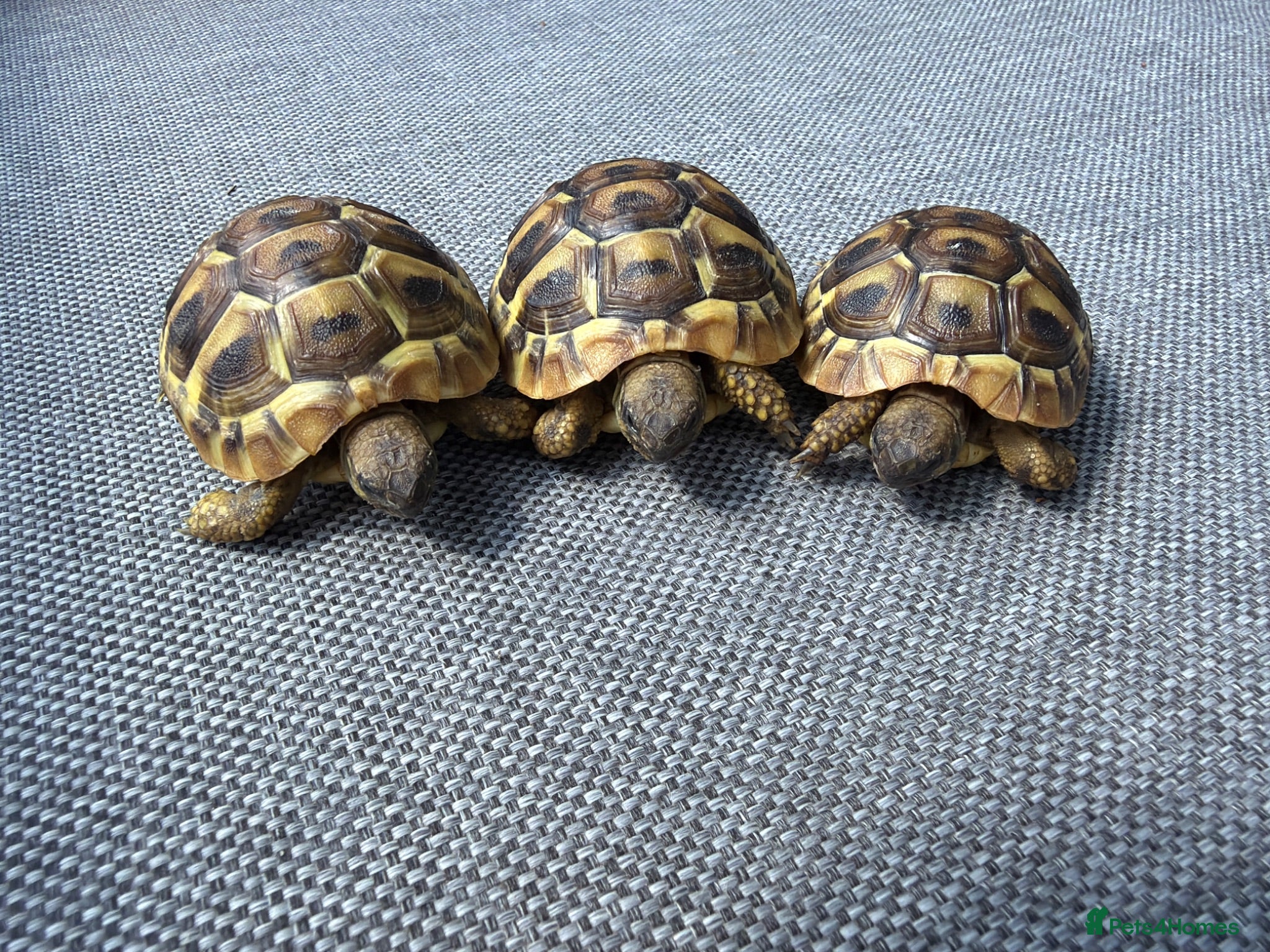 Hermann Tortoise reptiles Herman Tortoise Hatchlings - 1 year old - Advert 7
