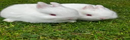 Netherland Dwarf rabbits for sale: LAST Female White Netherland Dwarfs - Advert 3