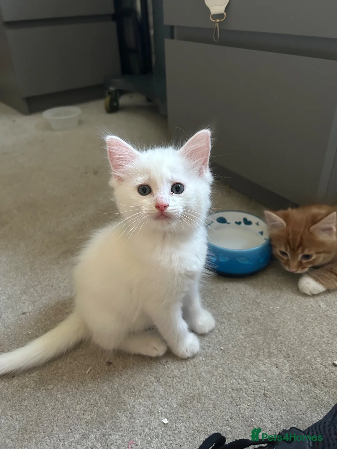 Maine Coon cats for sale: Beautiful Maine coon / Ragdoll Kitten  in Bristol - Advert 8