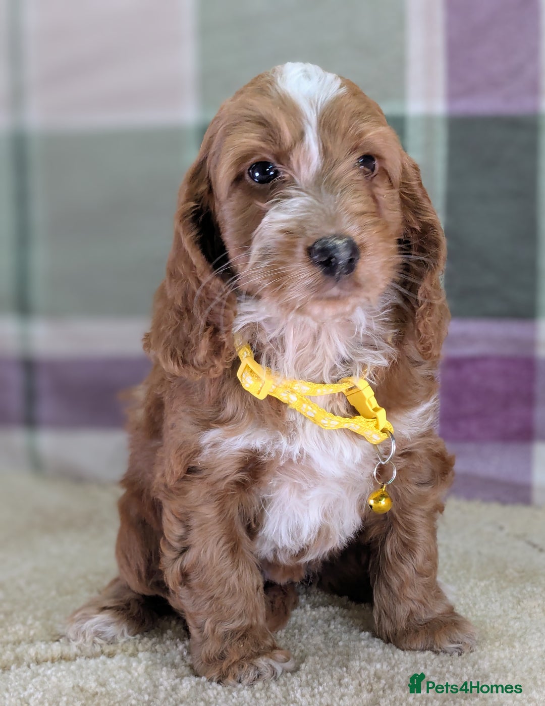 Cockapoo dogs for sale: F1 Cockapoo your Next Furry Family Member Awaits!  - Advert 10