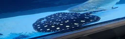 Sharks fish for sale: Pangasius paroon sharks and sting ray large in Boldon Colliery - Advert 4