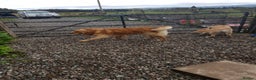 Golden Retriever dogs for stud: Stunning Golden Retriever - hip , elbow , DNA test in Dunblane - Advert 4