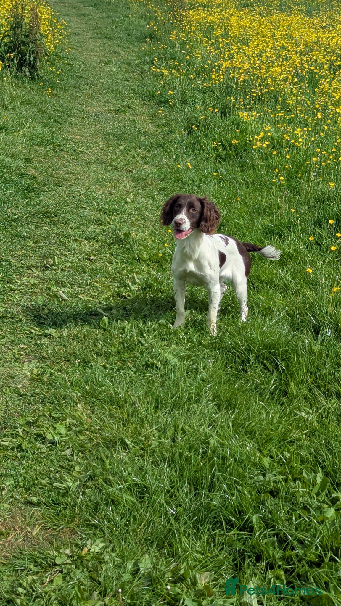 English Springer Spaniel dogs 7 months old springer  - Advert 1