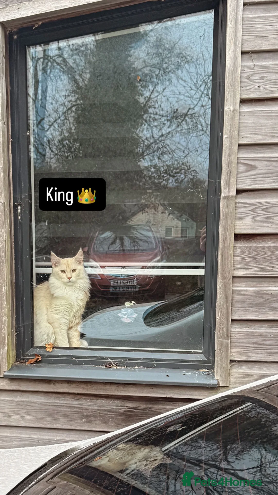 Maine Coon cats for sale: Odyn and Oscar  in Falmouth - Advert 2