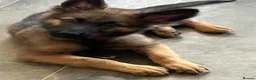 German Shepherd dogs for sale: Beautiful German shepherd cross Belgium shepherd  - Advert 10