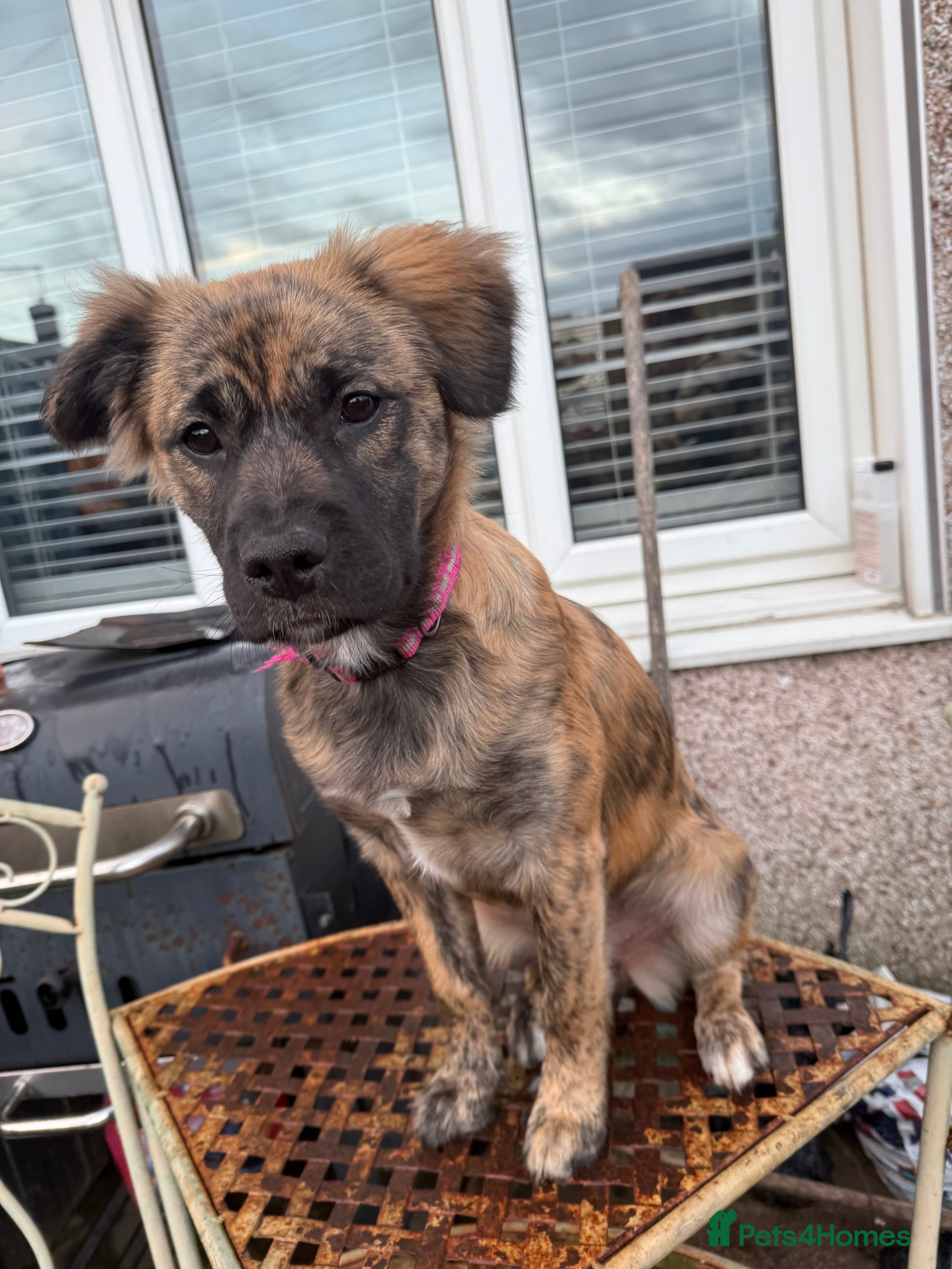 Mixed Breed dogs Betty - Advert 1