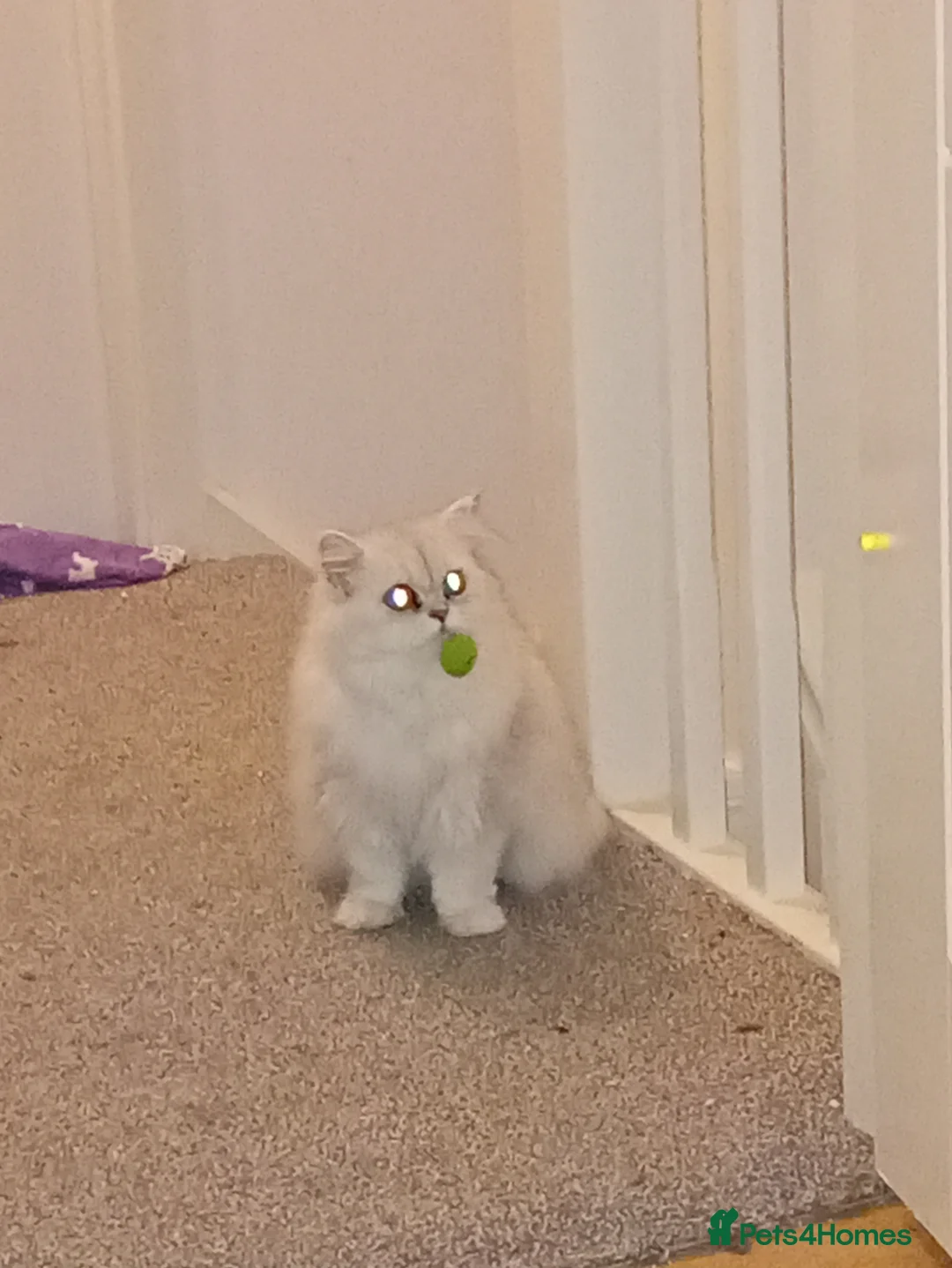 Persian cats for sale: Silver & White Persian Boys Available  in Beverley - Advert 7