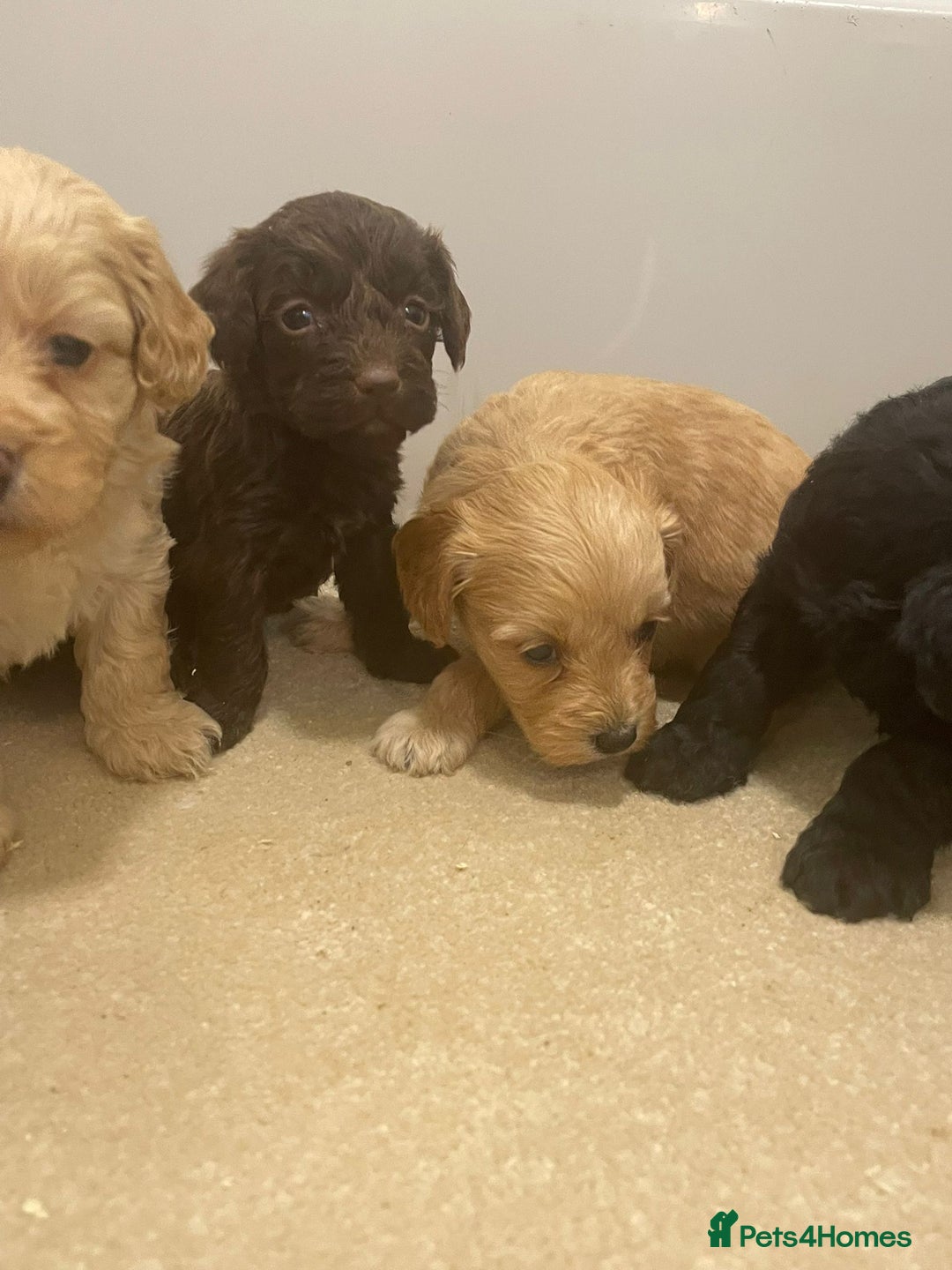 Cockapoo dogs for sale: F1 cockapoo p,a,r tested clear - Advert 12