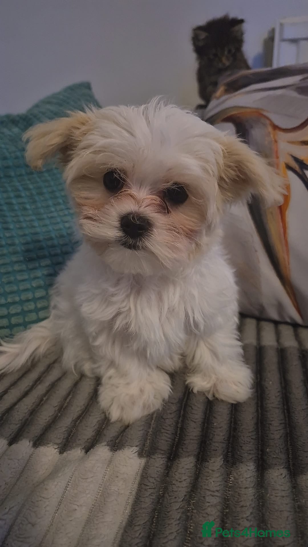 Maltese dogs 1 beautiful Maltese puppies left  - Advert 12