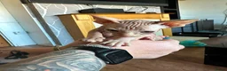 Sphynx cats for sale: Canadian sphynx ready to leave now  - Advert 11