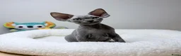 Devon Rex cats for sale: Beautiful blue boy!!!!! Ready to new home! - Advert 7