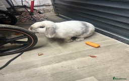 Mini Lop rabbits for sale: 2 mini lop rabbits 1 boy 1 girl  - Image 3