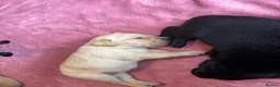 Labrador Retriever dogs for sale: 7 Labrador Puppies  in Reading - Advert 13