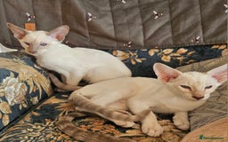 Siamese cats for sale: New lap needed for two GCCF male siamese kittens - Image 13