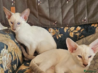 Siamese cats - Advert 6