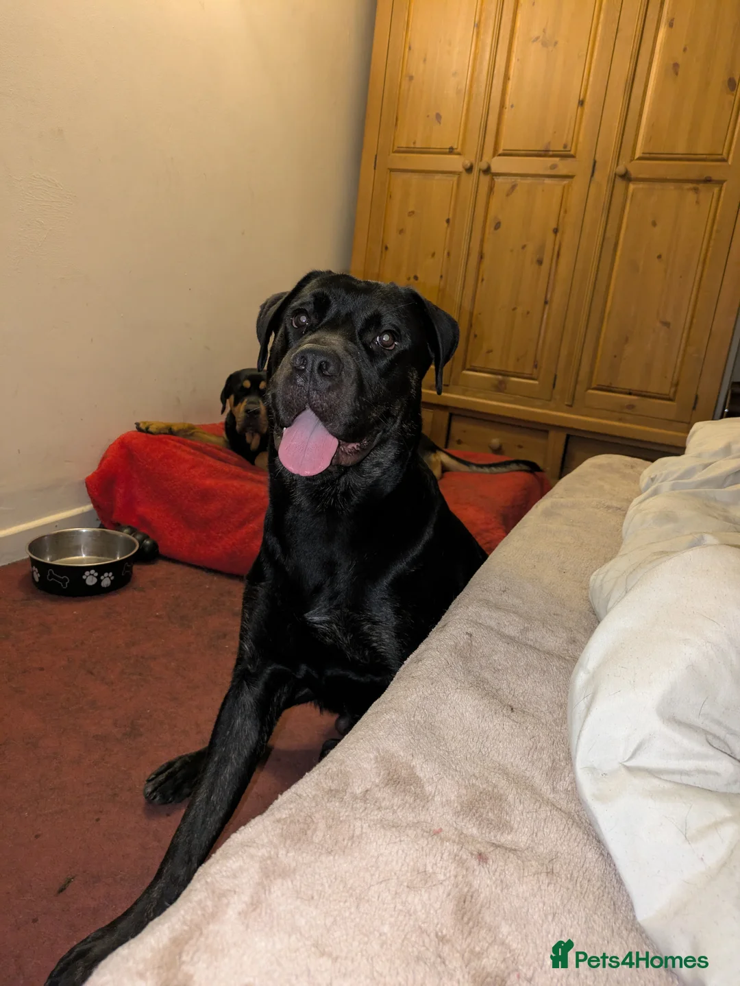 Mixed Breed dogs for sale: Nigel rotticorso.  - Advert 8